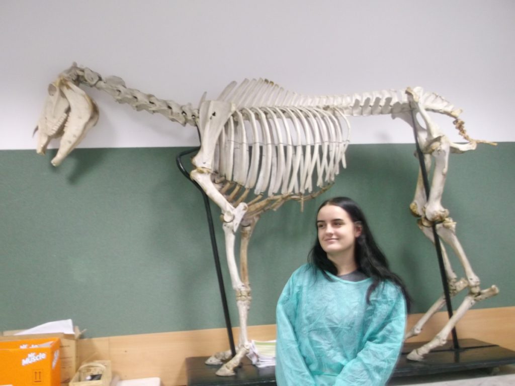 Uczennica stojąca koło szkieletu ssaka.