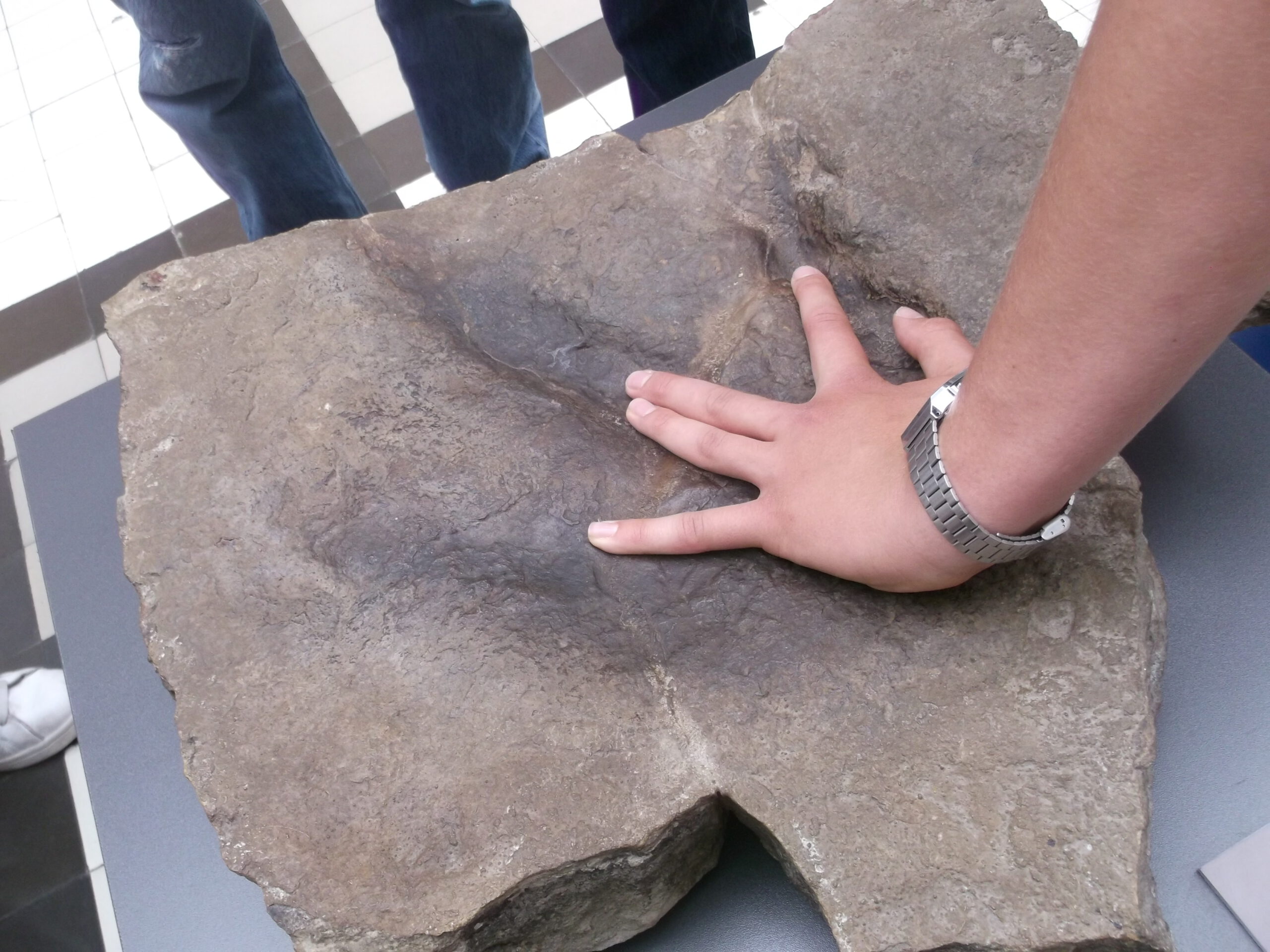 Dłoń słuchacza przyłożona do odciśniętego w kamieniu śladu dinozaura