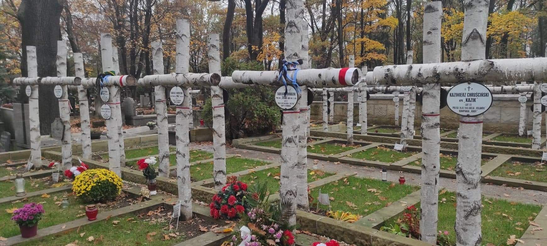 Rzędy brzozowych krzyży na cmentarzu